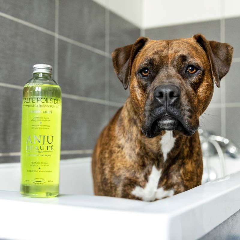 Vitalitè Poliis Durs Shampo 500 ml, Anju-Beautè