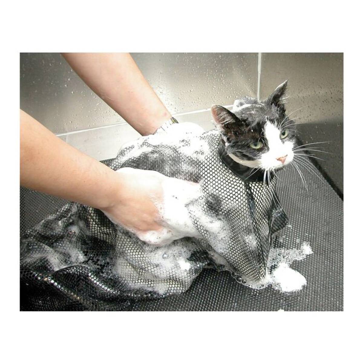 Cat Bag, ShowTech - 