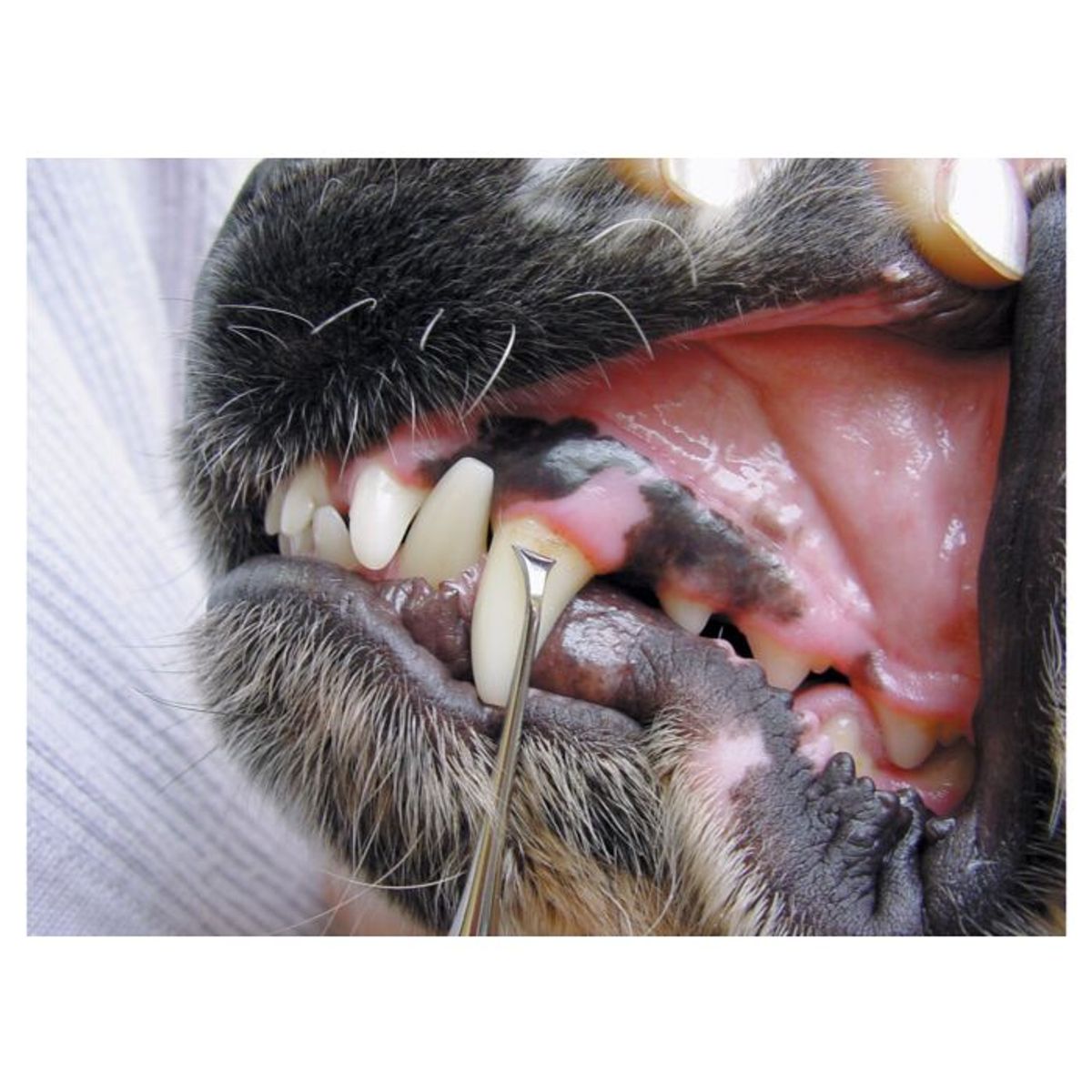 Toothscaler Single Left Teeth Cleaning Product, Show Tech 