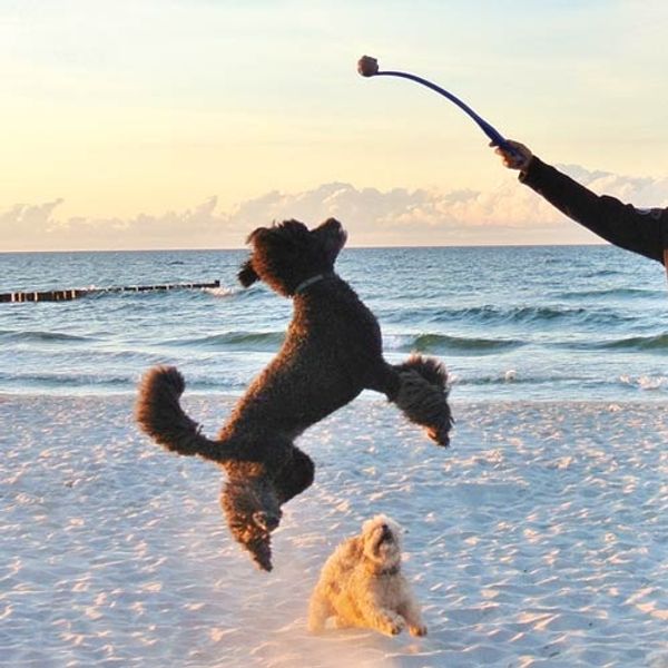 Hovedbilde Ball Kaster 65cm, Ibanez